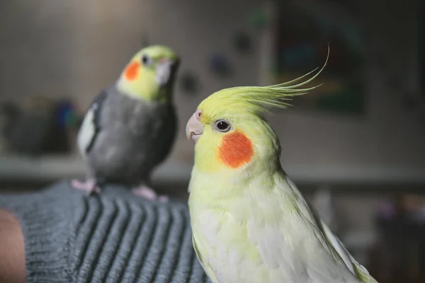 Gyönyörű Fotó Egy Madárról Ornitológia Vicces Papagáj Cockatiel Papagáj Otthon — Stock Fotó
