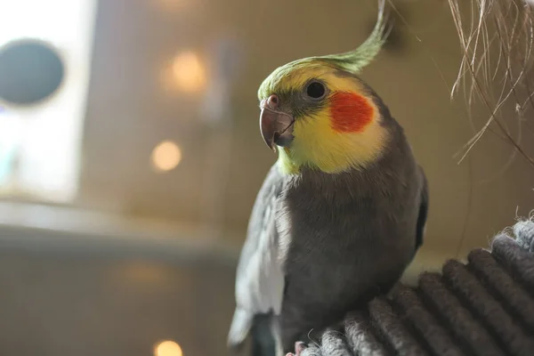 Bela Foto Pássaro Ornitologia Engraçado Papagaio Cockatiel Papagaio Casa Animal — Fotografia de Stock