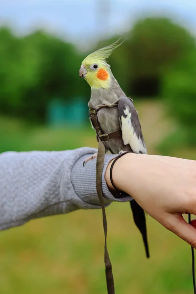 Sällskapsfåglar Rolig Papegoj Sällskapsdjur Vård Kärlek Till Djuren Skötsel För — Stockfoto