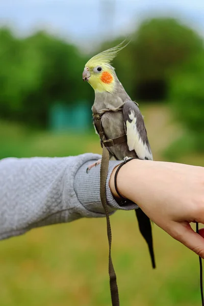 재밌는 일이죠 동물을 Animals Care Pet Ornithology Cockatiel Parrot Pets — 스톡 사진