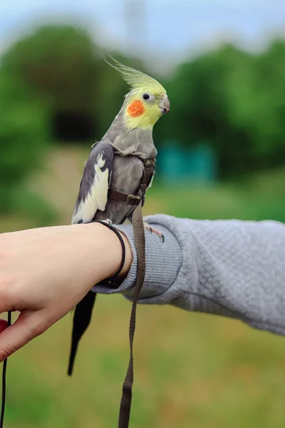 Kisállat Madár Vicces Papagáj Kisállat Gondozás Szerelem Állatok Care Pet — Stock Fotó