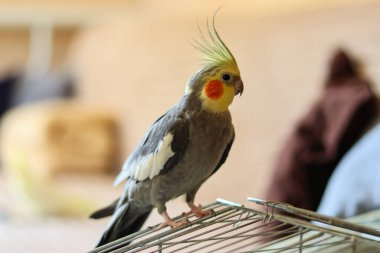 Güzel bir kuş fotoğrafı. Kuşbilim. Komik papağan. Cockatiel papağanı. Evcil sarı kuş. Güzel tüyler. Hayvanlara karşı sevgi. Şirin papağan. Konuşan kuş. Veteriner kliniği.