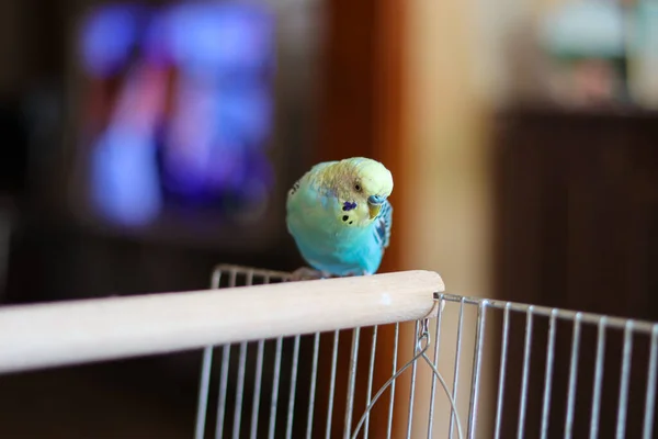 Vicces Papagáj Pet Papagáj Aranyos Budgerigar Ornithology Love Care Animals — Stock Fotó