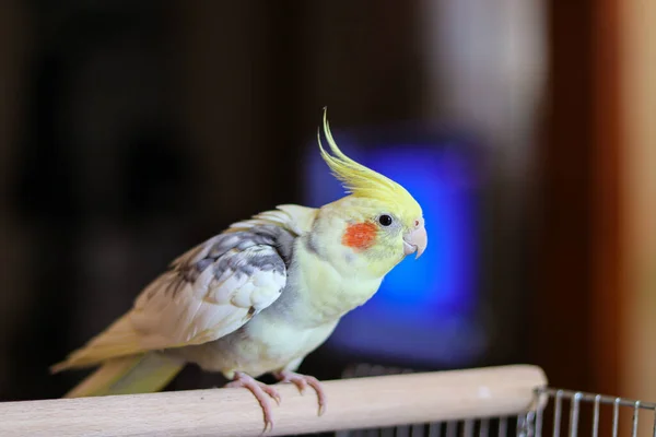 Güzel Bir Kuş Fotoğrafı Kuşbilim Komik Papağan Cockatiel Papağanı Evcil — Stok fotoğraf