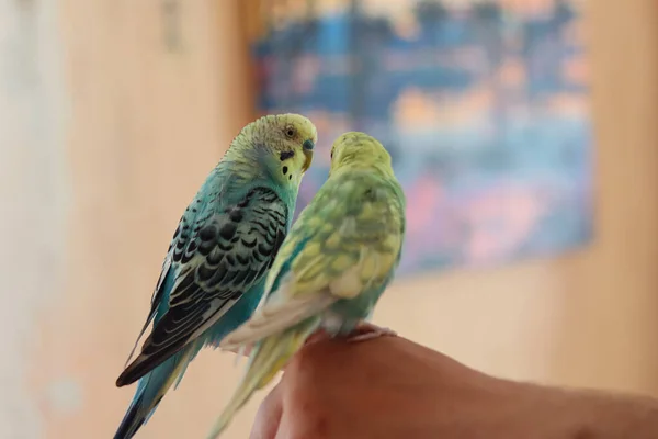 Funny Parrot Pet Parrot Cute Budgerigar Ornithology Love Cuidado Animals —  Fotos de Stock