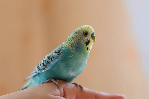 Divertente Pappagallo Pet Pappagallino Cute Budgerigar Ornithology Love Cura Gli — Foto Stock