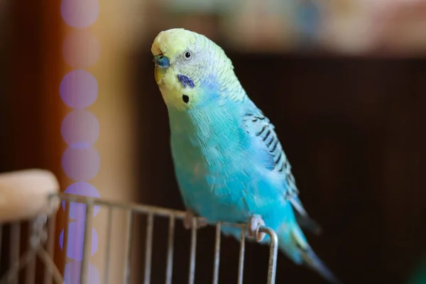 Funny Parrot Pet Parrot Cute Budgerigar Ornithology Love Cuidado Animals —  Fotos de Stock