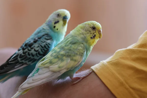 Rolig Papegoj Pet Papegoj Söt Budgerigar Ornithology Love Och Vård — Stockfoto