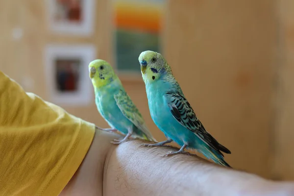 Komik Papağan Şirin Muhabbet Kuşu Hayvanlara Sevgi Ilgi Kafes Kuşları — Stok fotoğraf