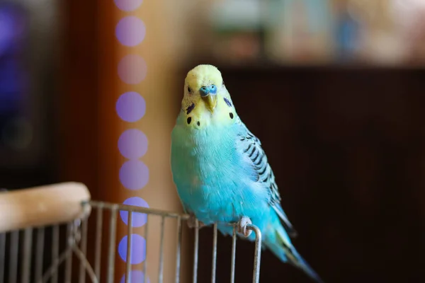 Rolig Papegoj Pet Papegoj Söt Budgerigar Ornithology Love Och Vård — Stockfoto