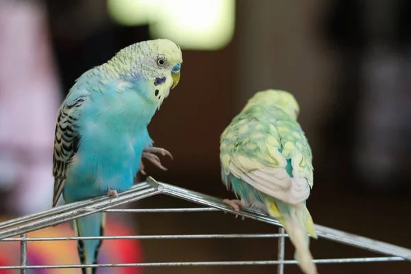 Komik Papağan Şirin Muhabbet Kuşu Hayvanlara Sevgi Ilgi Kafes Kuşları — Stok fotoğraf