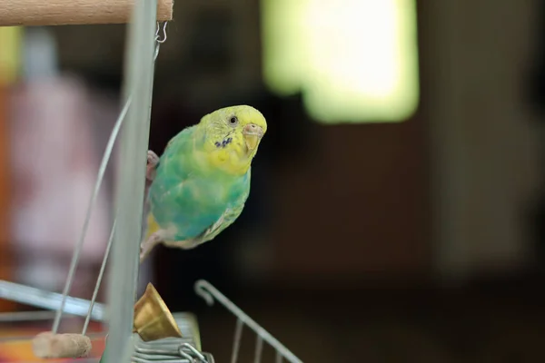 Parrot Pet Engraçada Parrot Cute Budgerigar Ornithology Love Cuidado Para — Fotografia de Stock