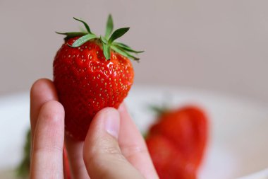 Elde çilek var. Taze büyük çilek diyeti. Kırmızı bereliler. Sağlıklı gıda. Vejetaryenlik. Organik Berry. Çilek tarımı. Tabakta çilek. Sağlıklı kahvaltı. Meyve diyeti.