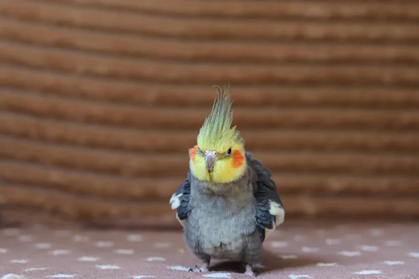 Прекрасна Фотографія Птаха Орнітологія Смішний Папуга Коктейльний Папуга Домашній Домашній — стокове фото