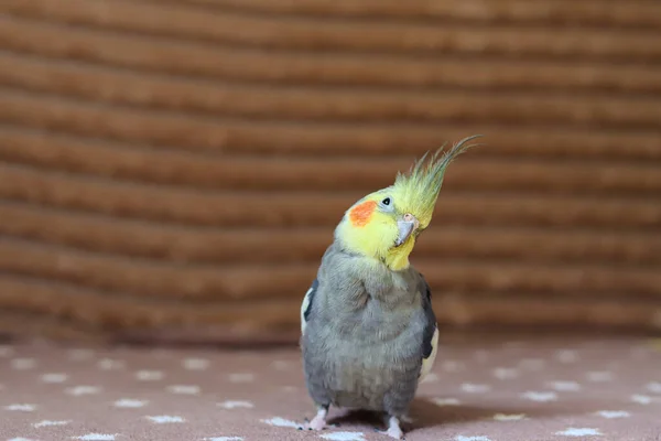 Ωραία Φωτογραφία Πουλιού Ορνιθολογία Αστεία Parrot Cockatiel Parrot Home Κατοικίδιο — Φωτογραφία Αρχείου