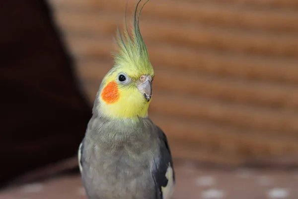 Schönes Foto Eines Vogels Ornithologie Lustiger Papagei Kakaduspapagei Heimtier Gelber — Stockfoto