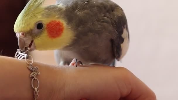 Pappagallo Bites Playful Bird Beautiful Foto Bird Ornithology Funny Pappagallo — Video Stock