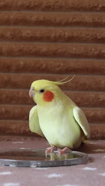かわいいカクテル 家のペットのオウム 鳥の美しい写真 OrnithologyおかしいParrot Cockatiel Parrot 家のペットの黄色の鳥美しい羽 面白いかわいい鳥ペットケア 家族のペット 遊び心のある動物 — ストック動画