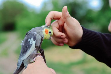 Bir papağanı okşamak, yürüyüş için koşum takımında papağan tırmalamak. Kuş eğitimi. Evcil hayvan bakımı. Papağan elinin üstüne oturur. Egzotik kuş. Papağan doğal olarak yürür. Güzel papağan..