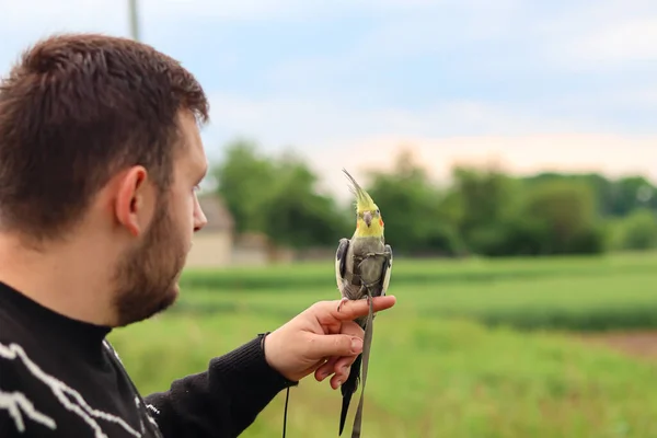 Koşumlu papağan. Güzel sarı papağan papağanı. Kuş eğitimi. Evcil hayvan bakımı. Kuşu avucunun üzerine oturur. Egzotik kuş. Güzel papağan bakımı ve yetiştirme.
