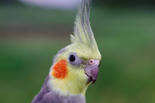 Hermosa Foto Pájaro Ornitología Funny Parrot Cockatiel Parrot Home Mascota —  Fotos de Stock