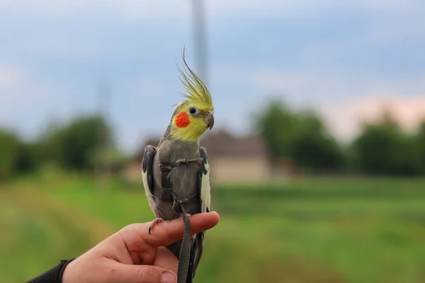 Pet bird.Funny parrot.Pet care. Love to the animals.Care for a pet.Ornithology.Cockatiel parrots pets.Parrot in a harness.The parrot is walking.Cockatiel.Beautiful parrot.Pet care and upbringing.bird.Love for animals.pet care.smart bird.memes.