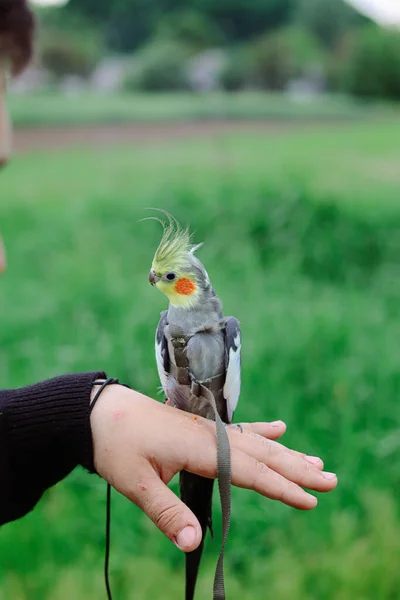 Pet bird.Funny parrot.Pet care. Love to the animals.Care for a pet.Ornithology.Cockatiel parrots pets.Parrot in a harness.The parrot is walking.Cockatiel.Beautiful parrot.Pet care and upbringing.bird.Love for animals.pet care.smart bird.memes.