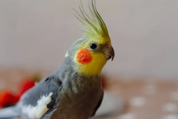 Bela Foto Pássaro Ornitologia Papagaio Engraçado Cockatiel Parrot Casa Animal — Fotografia de Stock