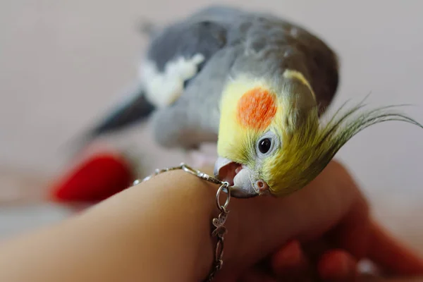Papegaai Bijt Speels Vogel Prachtige Foto Van Een Vogel Ornithologie — Stockfoto