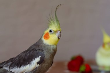 Bir kuşun güzel fotoğrafı. Ornitoloji. Komik papağan. Cockatiel papağanı. Ev hayvanı sarı kuş. Güzel tüyler. Hayvanları sevmek. Şirin papağan..