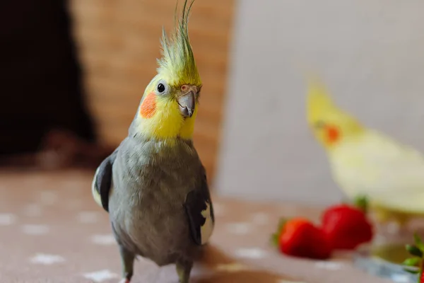 아름다운 Ornithology Funny Parro Cockatiel Parrot Home Pet Animals Cute — 스톡 사진