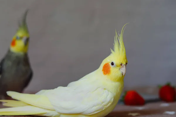 Красива Фотографія Птаха Орнітологія Смішний Папуга Коктейльний Папуга Домашній Улюблений — стокове фото