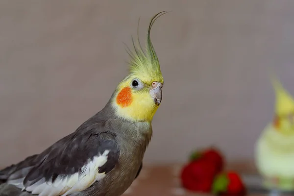 Hermosa Foto Pajario Ornitología Funny Parrot Cockatiel Parrot Home Mascota — Foto de Stock
