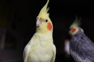 Şirin papağanlar. Bulanık arkaplanda güzel kuşların yakın çekimi 