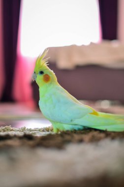 Güzel bir kuş fotoğrafı. Ornitoloji. Komik papağan. Cockatiel papağanı. Evcil sarı kuş. Güzel tüyler. Hayvanları sevmek. Şirin papağan..