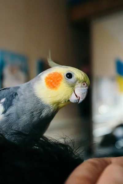 Primer Plano Pájaro Lindo Salón Mascotas Hermoso Pájaro Loro Cacatúa — Foto de Stock