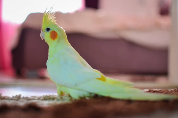 Nahaufnahme Von Schönen Heimischen Papageien Schöne Foto Von Einem Vogel — Stockfoto