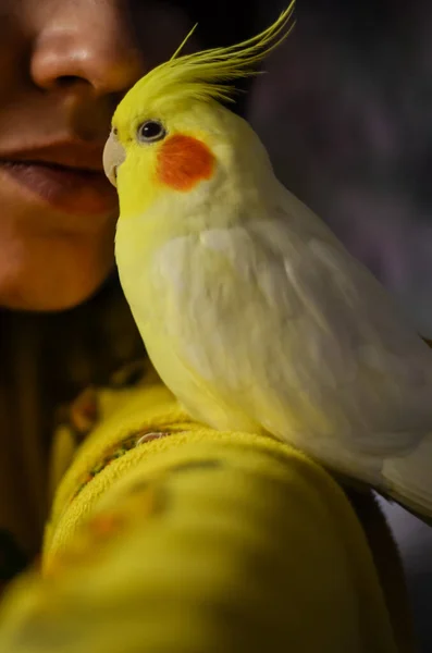 Ein Mädchen Mit Einem Papagei Auf Ihren Schultern Eine Frau — Stockfoto