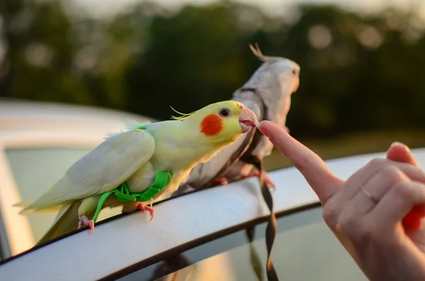 Evcil Kuş Komik Papağan Hayvan Bakımı Hayvanlara Sevgilerimle Cockatiel Papağanları — Stok fotoğraf