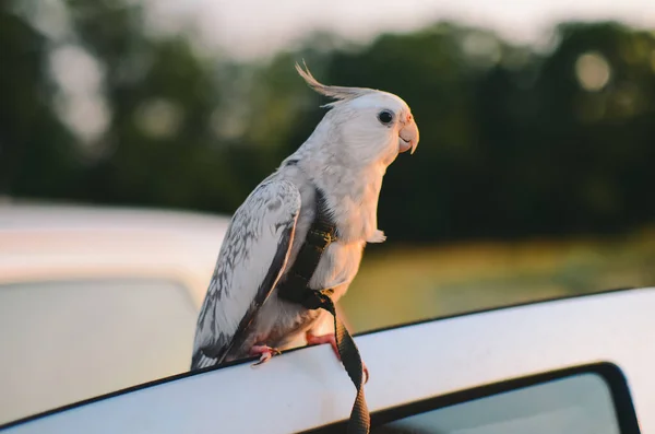 Papağan Arabanın Üzerinde Oturuyor Papağan Koşum Takımı Takıyor Güzel Bir — Stok fotoğraf