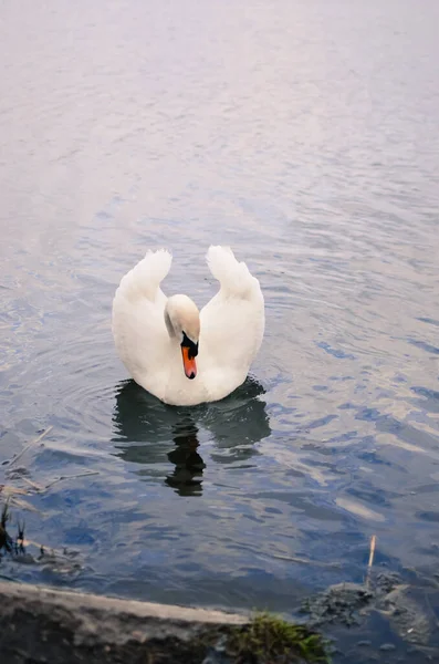 Лебедь Озере Одинокий Сван Плавает Озере Хорошая Weather Beautiful Bird — стоковое фото