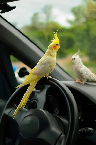 Желтый Попугай Какатьель Симпатичный Попугай Домашнего Питомца Лучшее Фото Птицы — стоковое фото