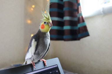 Güzel bir kuş fotoğrafı. Komik papağan. Cockatiel papağanı. Evcil sarı kuş. Güzel tüyler. Şirin papağan..