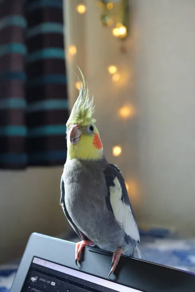 Piękna Szara Papuga Cockatiel Papuga Wygląda Uroczo Kamerze Papuga Jest — Zdjęcie stockowe