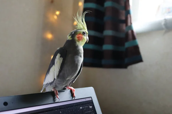 stock image a closeup shot of a cute domestic bird sitting on a wooden chair and working on a laptop.Beautiful photo of a bird. Ornithology.Funny parrot.Cockatiel parrot.Home pet yellow bird.Beautiful feathers.Love for animals.Cute cockatiel.Home pet parrot.