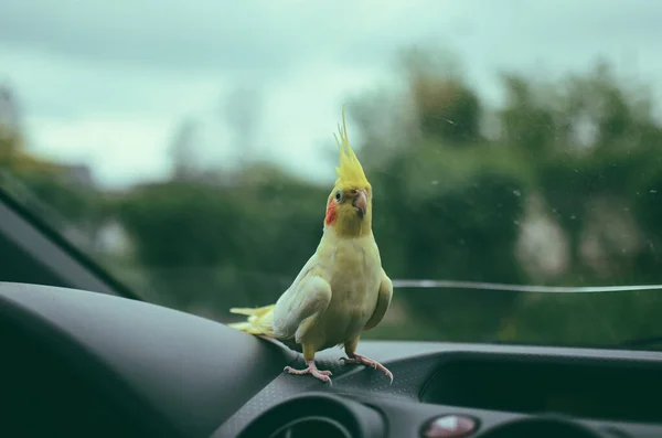 Şirin Bir Papağan Güzel Bir Kuş Cockatiel Papağanı Güzel Bir — Stok fotoğraf