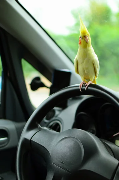 Şirin bir papağan. Güzel bir kuş. Cockatiel papağanı. Güzel bir evcil hayvan fotoğrafı. Ornitoloji. Bokehle fotoğraf. Güzel tüyler..