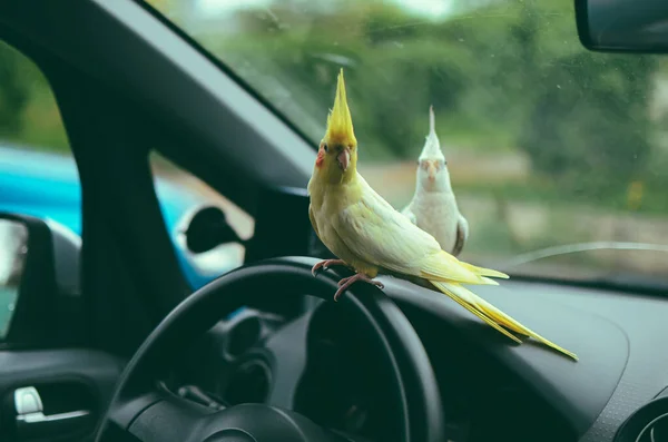 Funny Pet Cockatiel Parrot Sits Steering Wheel Car Parrot Car — Stock Photo, Image