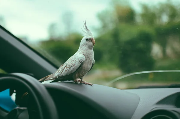 Şirin bir papağan. Güzel bir kuş. Cockatiel papağanı. Güzel bir evcil hayvan fotoğrafı. Ornitoloji. Bokehle fotoğraf. Güzel tüyler..