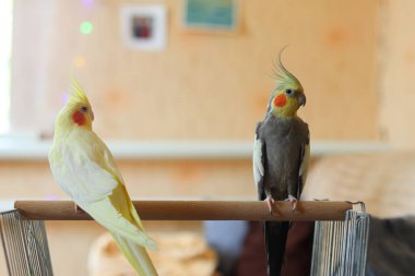 Evdeki şirin Corella papağanlarının yakın çekim görüntüsü.